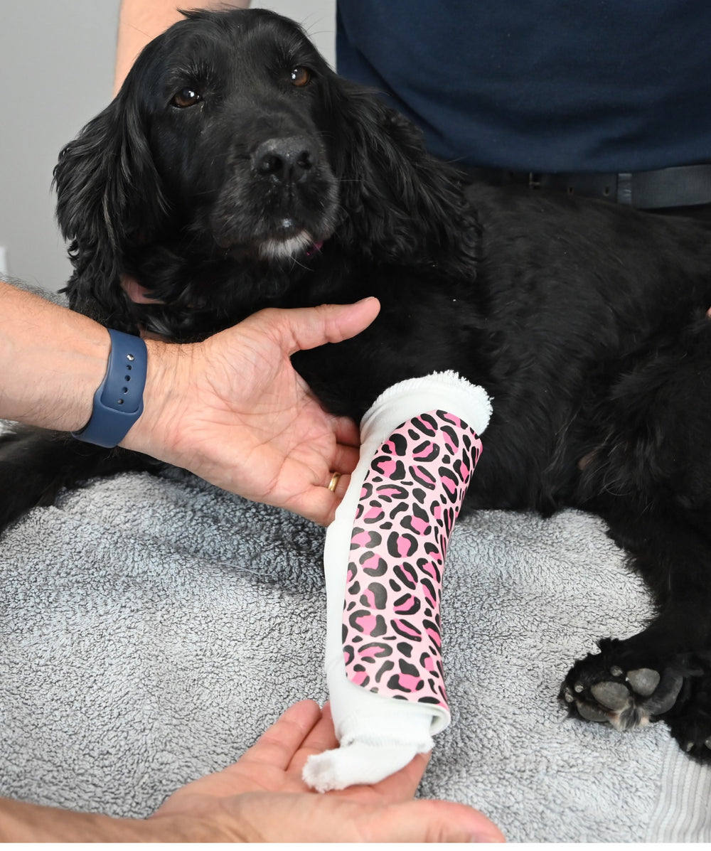 Orthoses & Splinting in Small Animal Practice - Workshop with Diane Messum