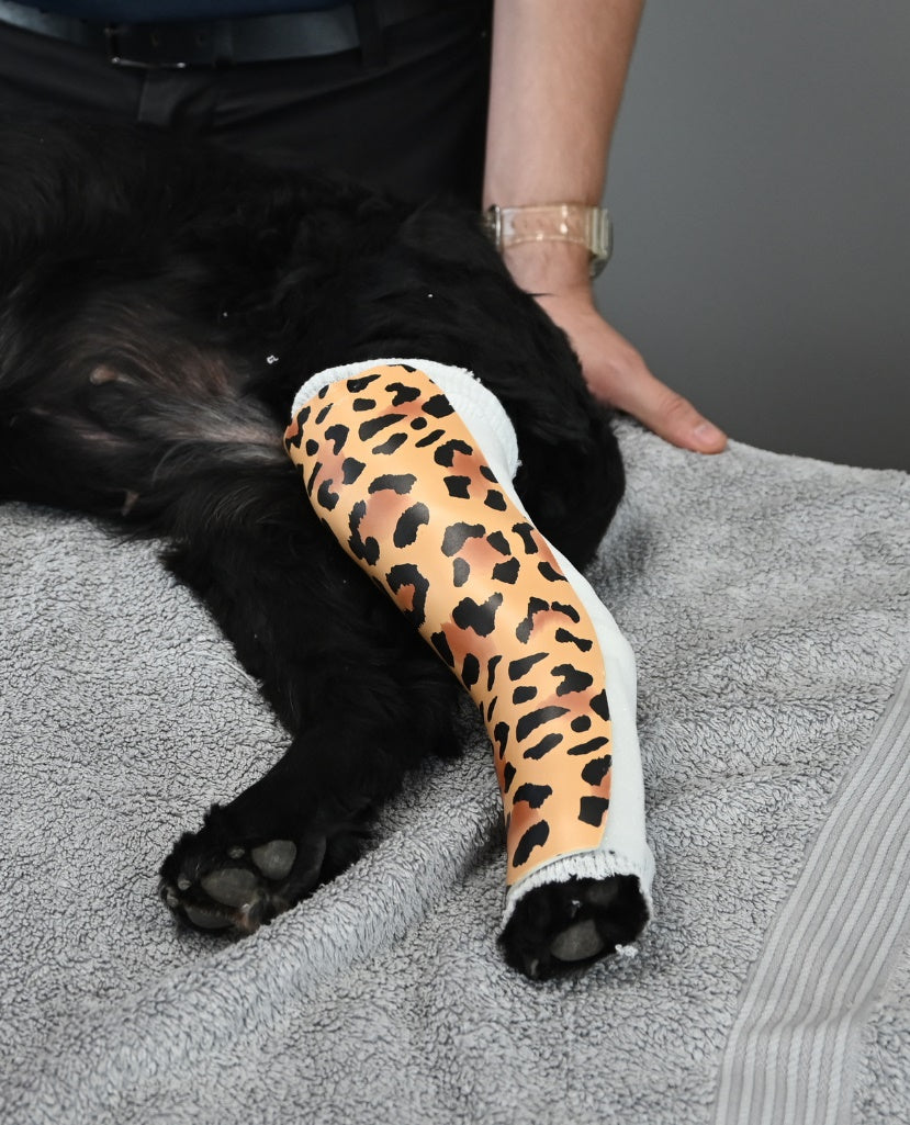 Orthoses & Splinting in Small Animal Practice - Workshop with Diane Messum