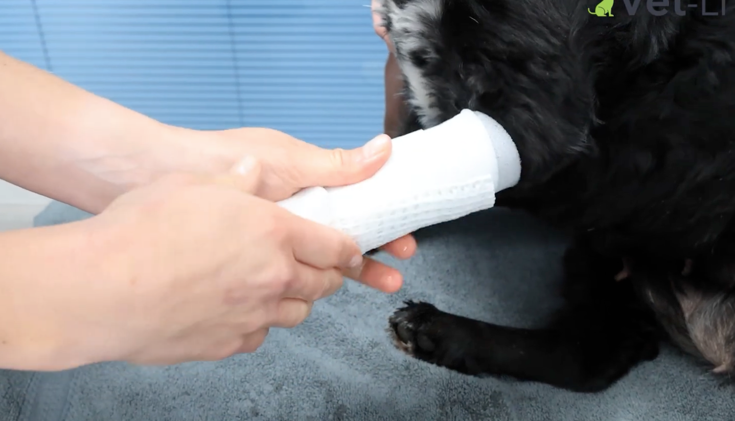 Orthoses & Splinting in Small Animal Practice - Workshop with Diane Messum